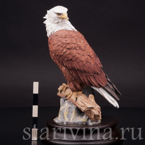 Лысый орёл, Alka Kaiser, Германия