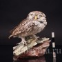 Домовой сычик, Tay, Италия, сер. 20 в