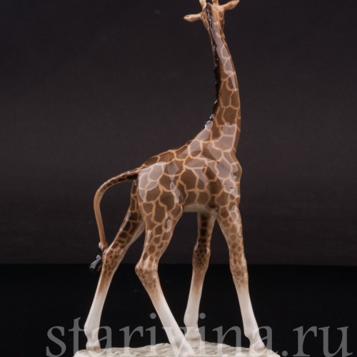Фарфоровая фигурка Жираф, миниатюра, Hutschenreuther, Германия, 1955-68 гг.