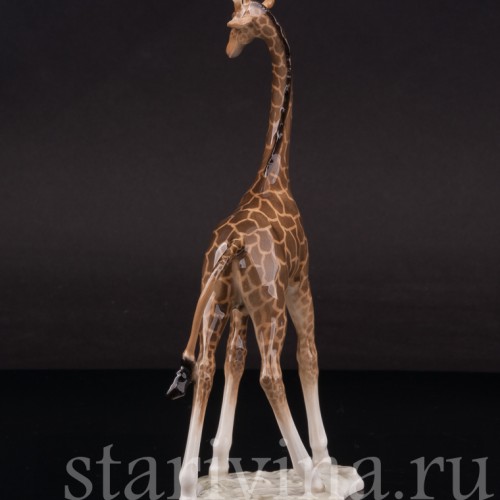 Фарфоровая фигурка Жираф, миниатюра, Hutschenreuther, Германия, 1955-68 гг.