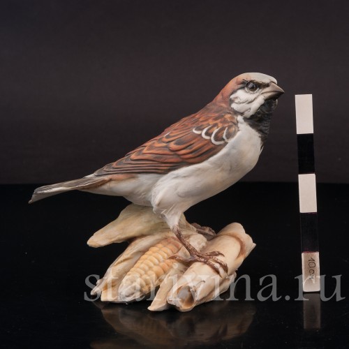 Воробей на початке кукурузы, Tay, Италия, вт. пол. 20 в