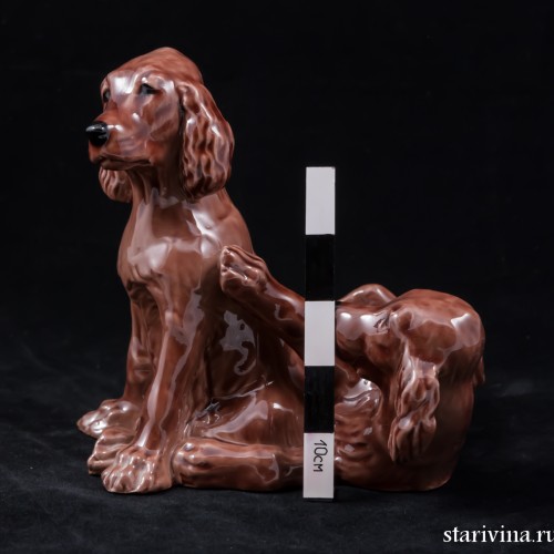 Два спаниеля, Англия