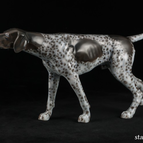 Охотничья собака, курцхаар, Rosenthal, Германия