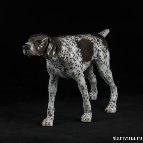 Охотничья собака, курцхаар, Rosenthal, Германия