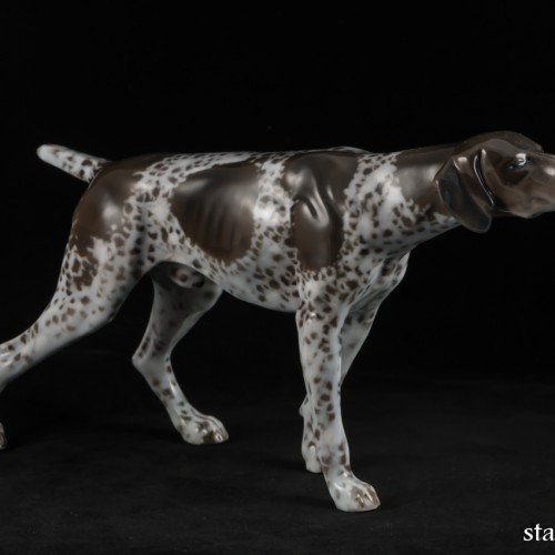 Охотничья собака, курцхаар, Rosenthal, Германия