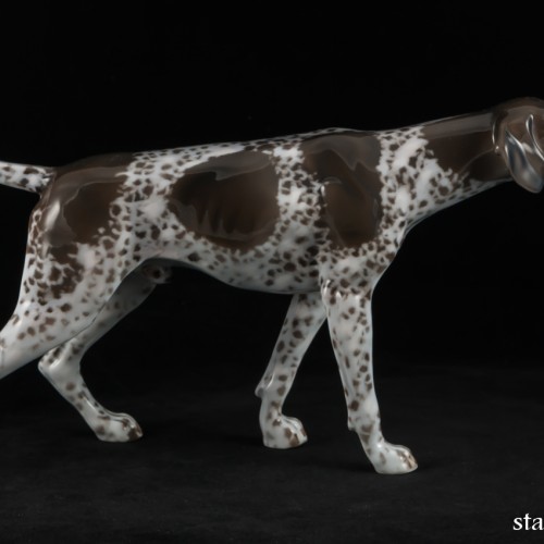 Охотничья собака, курцхаар, Rosenthal, Германия