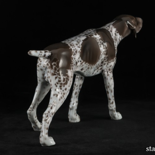 Охотничья собака, курцхаар, Rosenthal, Германия