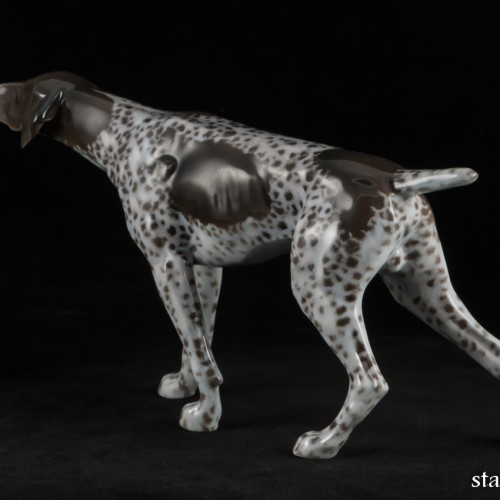 Охотничья собака, курцхаар, Rosenthal, Германия