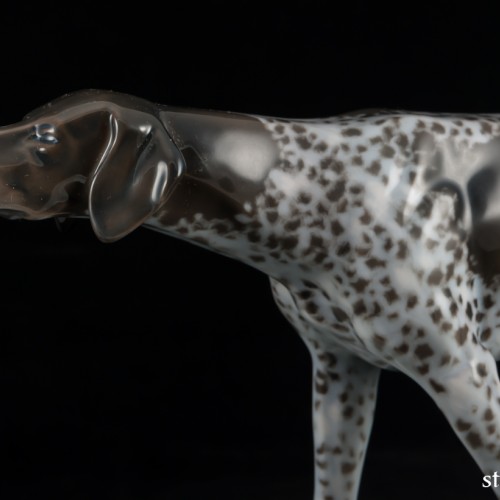 Охотничья собака, курцхаар, Rosenthal, Германия