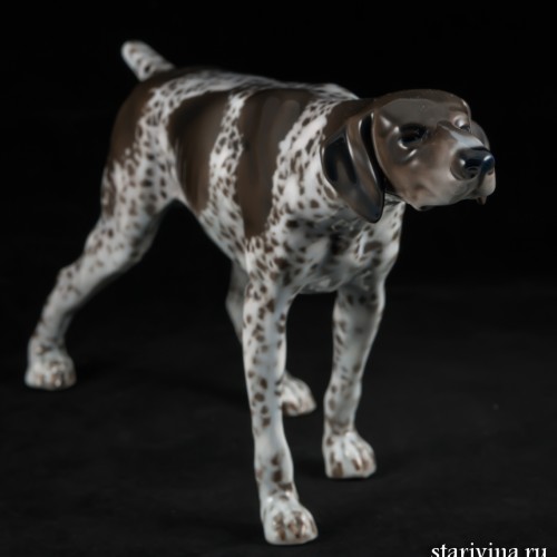 Охотничья собака, курцхаар, Rosenthal, Германия