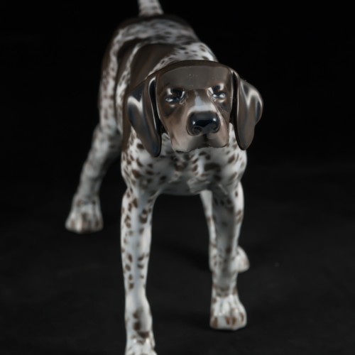 Охотничья собака, курцхаар, Rosenthal, Германия