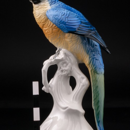 Попугай ара, Karl Ens, Германия