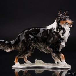 Колли, черная, Hutschenreuther, Германия 