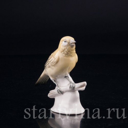 Канарейка, Volkstedt, Германия