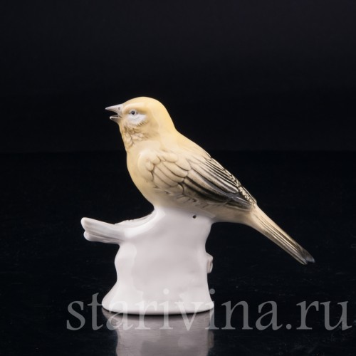 Канарейка, Volkstedt, Германия