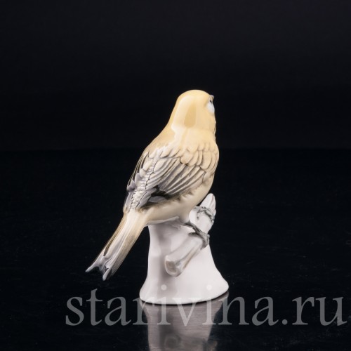 Канарейка, Volkstedt, Германия