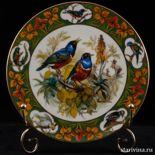 Скворцы во время цветения алоэ, Schirnding, Германия