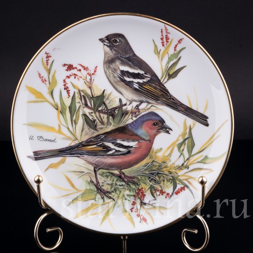 Зяблик, Tirschenreuth, Германия