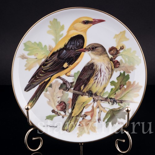 Иволга, Tirschenreuth, Германия