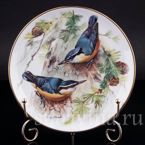 Корсиканский поползень, Tirschenreuth, Германия