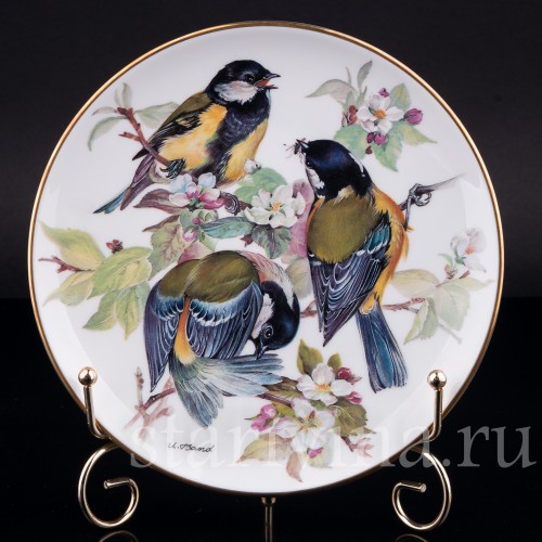 Большая синица, Tirschenreuth, Германия