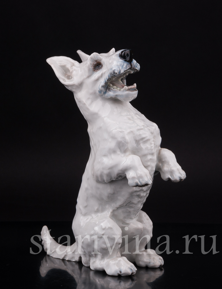 Купить фарфоровую статуэтку собаки Скотч-терьер на задних лапах, Rosenthal,  Германия, 1950 гг по цене 69 000 руб. - Старивина